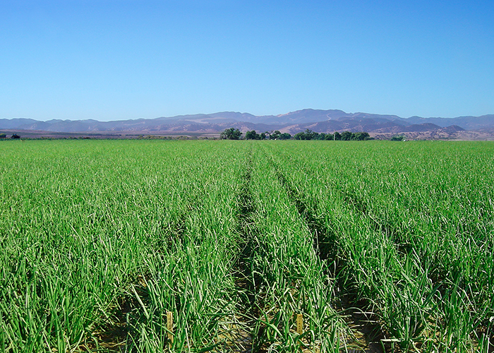 Photo of King City Field